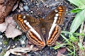 NYMPHALIDAE, Adelpha alala titia